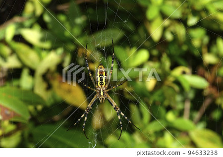 蜘蛛蜘蛛 黃蜂蜘蛛 94633238