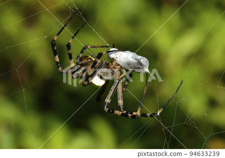 吃掉獵物的蜘蛛 蜘蛛 Argiope argiope 吃掉獵物的蜘蛛 蜘蛛 Argiope argiope 94633239