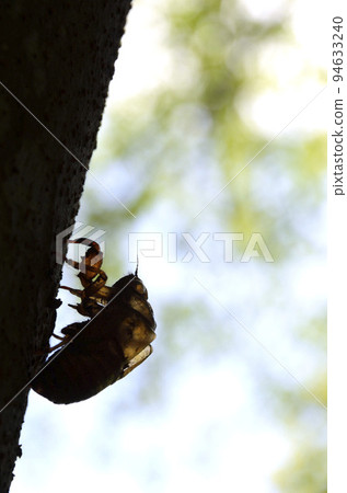 蟬殼 蟬殼圖形素材 蟬殼 蟬殼圖形素材 94633240