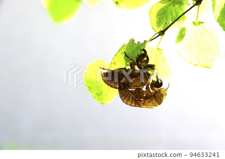 Cicada shell Cicada shell graphic material 94633241