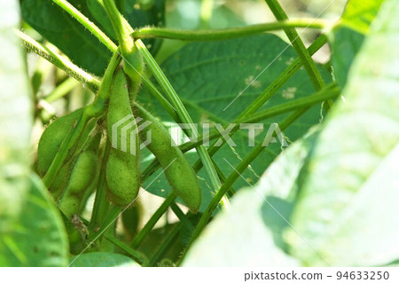 Tambaguro(黑豆)豆莢在 9 月下旬開始膨脹 Tambaguro(黑豆)豆莢在 9 月下旬開始膨脹 94633250