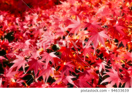 公園裡的紅楓葉~HDR版柔焦~3:2版 公園裡的紅楓葉~HDR版柔焦~3:2版 94633639