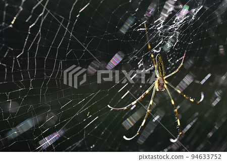 Nephila spider 94633752