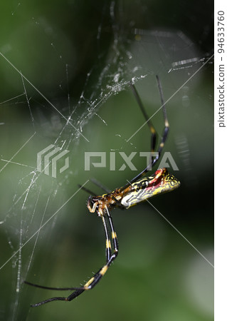 Nephila spider Nephila spider 94633760