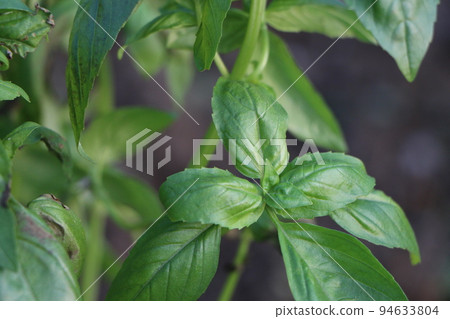 glossy basil leaves glossy basil leaves 94633804