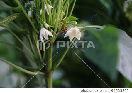white capsicum flower white capsicum flower 94633805