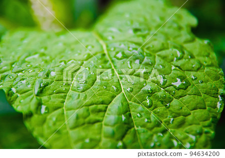 leaf with drops leaf with drops 94634200