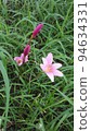 Pink flowers in the green Zephyranthes 94634331