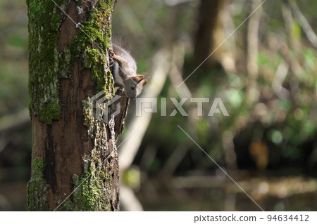 Ezoris clinging to a tree 94634412