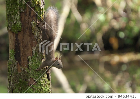 Ezoris clinging to a tree 94634413