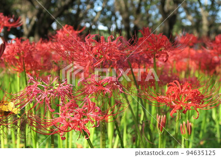 千葉縣村上綠地公園的蜘蛛紅蜘蛛百合 千葉縣村上綠地公園的蜘蛛紅蜘蛛百合 94635125