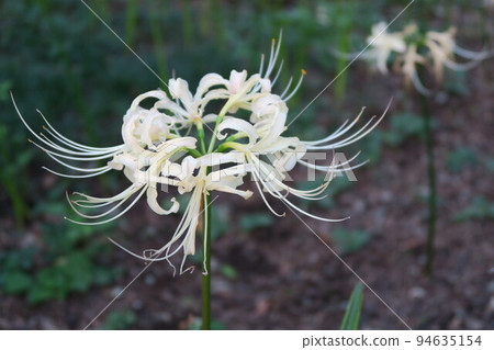 White cluster amaryllis Chiba White cluster amaryllis Chiba 94635154