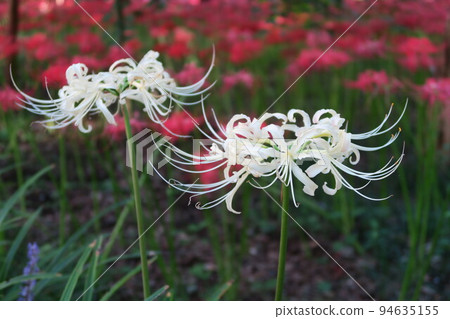 Red and white cluster amaryllis Chiba Red and white cluster amaryllis Chiba 94635155