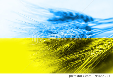 Wheat grain or wheat spikelets Ukraine flag Wheat grain or wheat spikelets Ukraine flag 94635224