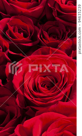 Image of a big beautiful red rose Image of a big beautiful red rose 94635239