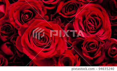 Image of a big beautiful red rose Image of a big beautiful red rose 94635240