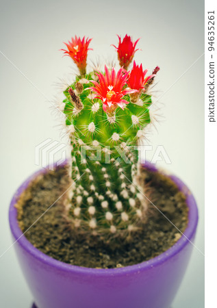 blooming cactus 94635261