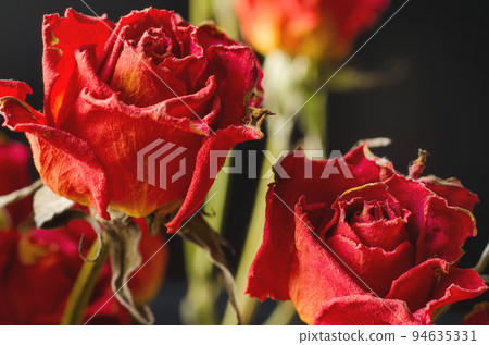 faded roses faded roses 94635331