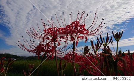 Cluster amaryllis Cluster amaryllis 94635592