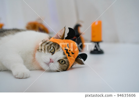 cat with halloween costume concept during play toy 94635606