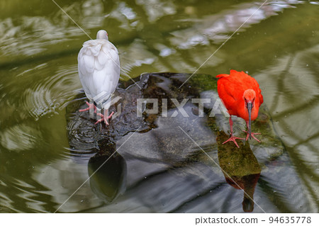 紅白朱鹮 94635778