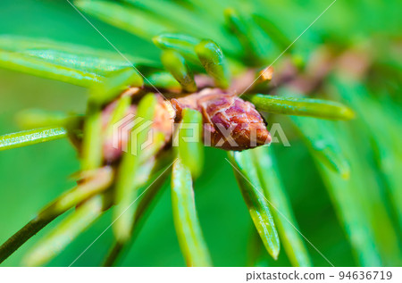 spruce bud spruce bud 94636719