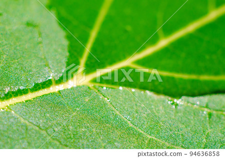 green leaf 94636858