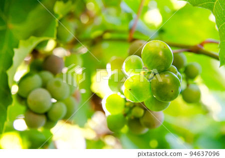 vine branch vine branch 94637096