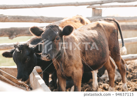 Portrait of a samall brown calf. calves in the pen against the background of a manure 94637115
