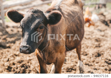 Portrait of a samall brown calf. calves in the pen against the background of a manure 94637116