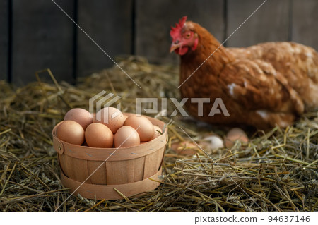 basket of eggs with hen in dry straw inside a chicken coop on the background basket of eggs with hen in dry straw inside a chicken coop on the background 94637146