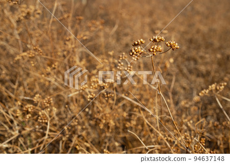 brown coriander plants on field ready to harvest 94637148