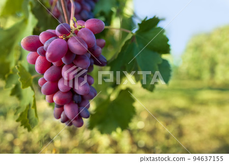bunch of pink grape on the vine in vineyard bunch of pink grape on the vine in vineyard 94637155