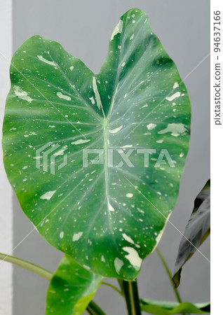 Colocasia Milky Way, Colocasia Milky Way Variegated, Colocasia Variegata, variegated tree Colocasia Milky Way, Colocasia Milky Way Variegated, Colocasia Variegata, variegated tree 94637166