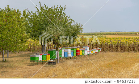 Beehives in Field 94637215