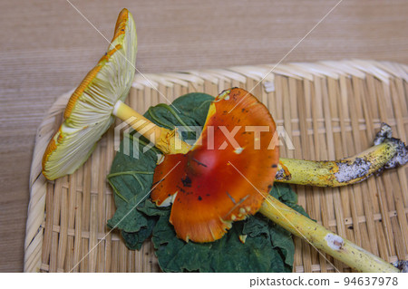 Tamagodake, Red Mushroom, Natural Wild Vegetables, Tamagodake 94637978