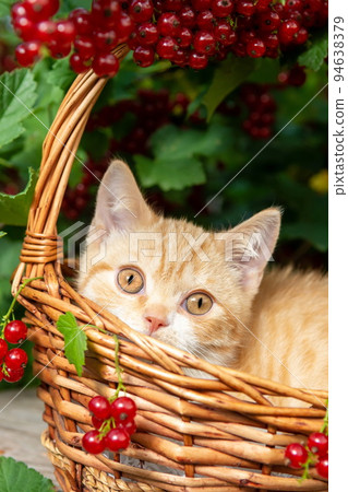 A British red-haired shorthair kitten is sitting in a basket made of vines against the background of a currant bush with red berries A British red-haired shorthair kitten is sitting in a basket made of vines against the background of a currant bush with red berries 94638379