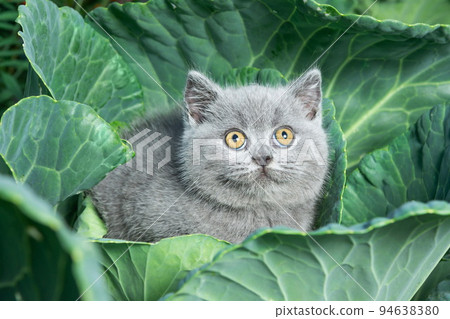 A British grey shorthair kitten is sitting in a cabbage close-up. 94638380