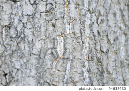 trunk and bark or Dita, Devil Tree or Alstonia scholaris trunk and bark or Dita, Devil Tree or Alstonia scholaris 94638680