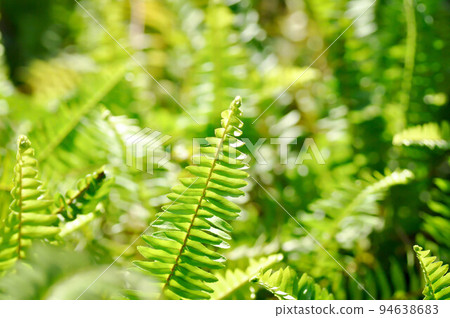 Fishbone Fern or Sword Fern, fern 94638683