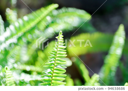 Fishbone Fern or Sword Fern, fern 94638686