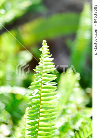 Fishbone Fern or Sword Fern, fern 94638688