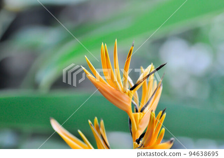 Bird of paradise, Strelitzia reginae or Sterliziaceae flower Bird of paradise, Strelitzia reginae or Sterliziaceae flower 94638695