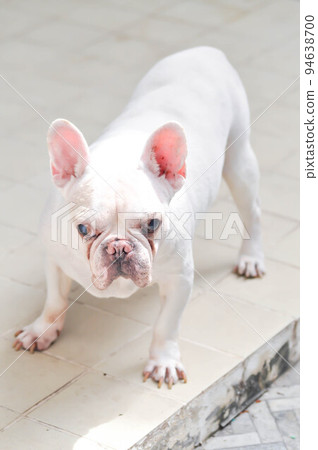 dog or french bulldog, French bulldog or old dog 94638700