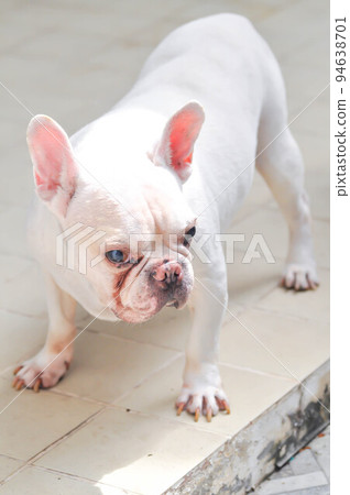 dog or french bulldog, French bulldog or old dog dog or french bulldog, French bulldog or old dog 94638701