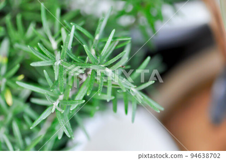 rosemary, rosemary plant 94638702