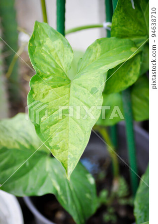 Syngonium podophyllum, Arrowhead Vine or Goosefoot Plant or Araceae or bicolor syngonium 94638710