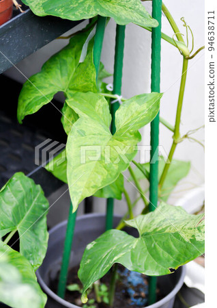 Syngonium podophyllum, Arrowhead Vine or Goosefoot Plant or Araceae or bicolor syngonium 94638711