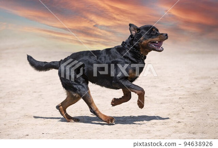 training of rottweiler training of rottweiler 94638926