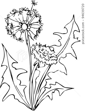 black and white contour sketch of a blooming dandelion, isolated element, decor black and white contour sketch of a blooming dandelion, isolated element, decor 94639720